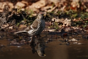 Mealy redpoll